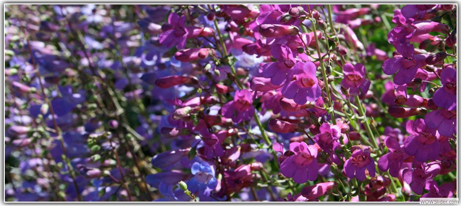 Penstemon