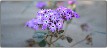 Abronia